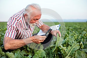 Serious senior agronomist or farmer examining sugar beet or soybean leaves with magnifying glass