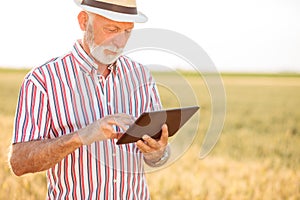 Serious senior agronomist or farmer using a tablet while inspecting organic wheat field