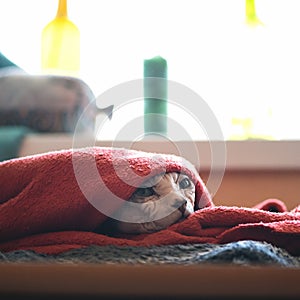 Serious Sphynx cat under red blanket. Wrinkled hairless home pet hiding or resting on couch backlit against of window