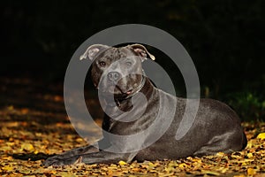 Serious Staffordshire Bull Terrier Lies Down on Colorful Autumn Fallen Leaves