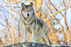 Serious stare down by wolf photo