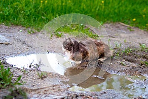 Serious stray fluffy cat sits in a puddle on the street and looks away