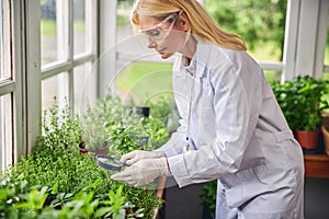 Serious woman scientist bending over thyme seedlings