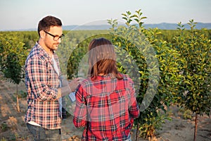 Serious young male and female agronomists or farmers working in a fruit orchard, inspecting young trees photo