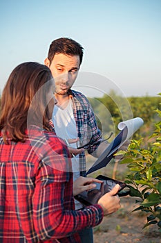 Serious young male and female agronomists or farmers working in a fruit orchard. Woman is using a tablet, man holding a clipboard photo