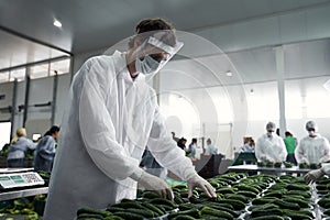 Serious young supermarket worker sorting fresh cucumbers