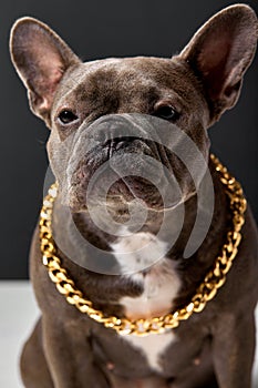 Seriously looking French Bulldog dog with round face, dark brown fur wool posing.