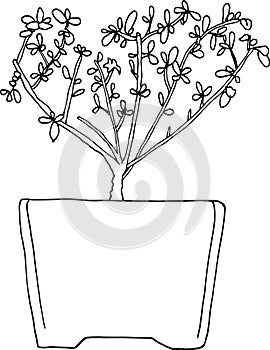 Serissa Foetida Bonsai Tree Vector