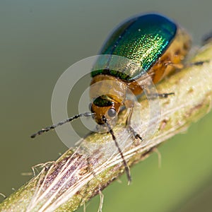 Sermylassa halensis beetle