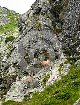 Serna on the hillside in the High Tatras, Slovakia, Europe