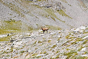 Mountain chamois.