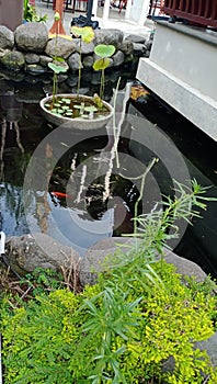 Seroja is an annual aquatic plant originating from India. Seroja flowers are widely used to decorate ponds in gardens photo