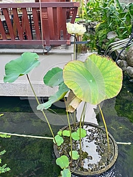 Seroja is an annual aquatic plant originating from India. Seroja flowers are widely used to decorate ponds in gardens. photo