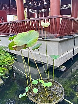 Seroja is an annual aquatic plant originating from India. Seroja flowers are widely used to decorate ponds in gardens. photo