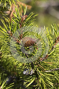 Serotinous pine cone on Lodgepole pine