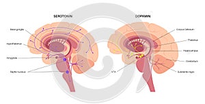 Serotonin and dopamine pathway photo