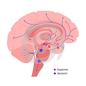 Serotonin and dopamine pathway photo