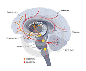 Serotonin and dopamine pathway photo