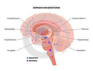 Serotonin and dopamine pathway photo