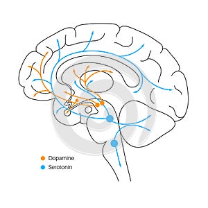 Serotonin and dopamine pathway photo