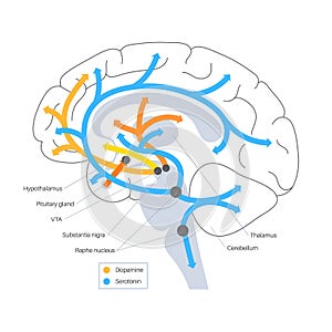 Serotonin and dopamine pathway photo