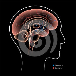 Serotonin and dopamine pathway photo