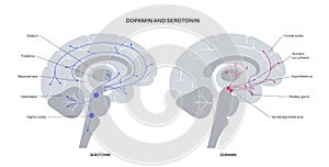 Serotonin and dopamine pathway photo