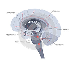 Serotonin pathway in brain