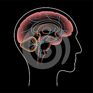 Serotonin pathway in brain photo