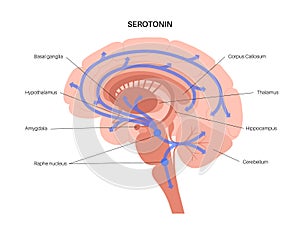 Serotonin pathway in brain photo
