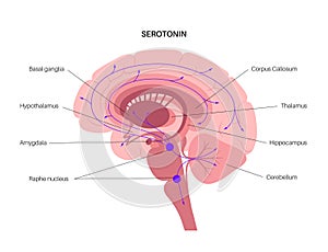 Serotonin pathway in brain photo