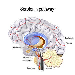 Serotonin pathway. vector diagram photo