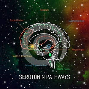 Serotonin pathways in the brain. Neuroscience medical infographic. Striatum, substantia nigra, hippocampus, ventral tegmental area