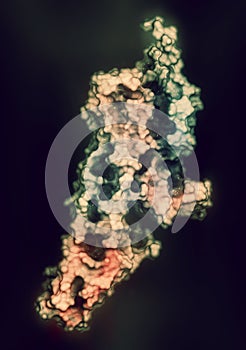 Serotonin receptor 5-HT2B protein. Shown in complex with an LSD molecule. Involved in drug-induced valvular heart disease. 3D photo