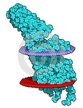 Serotonin receptor 5-HT2B protein. Shown in complex with an LSD molecule. Involved in drug-induced valvular heart disease. 3D photo