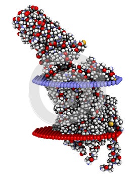 Serotonin receptor 5-HT2B protein. Shown in complex with an LSD molecule. Involved in drug-induced valvular heart disease. 3D photo