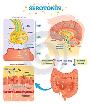 Serotonin vector illustration. Labeled diagram with gut brain axis and CNS.