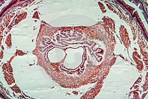 Serous gland tissue