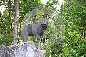 Serow stanging on the rock photo