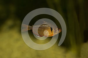 The serpae tetra, jewel tetra or callistus tetra Hyphessobrycon eques.