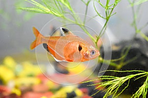 Serpae Tetra, jewel tetra or Hyphessobrycon eques inside the aquarium