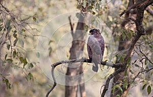 Serpent crested eagle