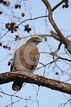 Serpent Eagle