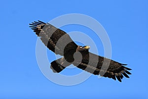 Serpent Eagle