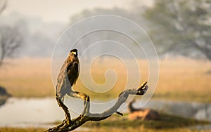 Serpent Eagle in beautiful pose