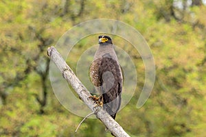 Serpent eagle bird looking for the food in the bandipur forest area with awesome background