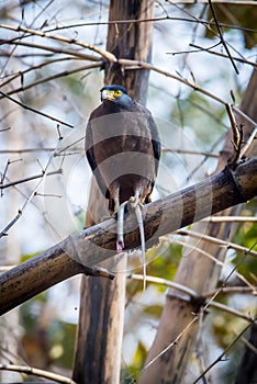 Serpent eagle with a killed serpent