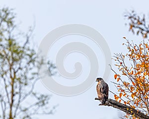 A Serpent Eagle perching