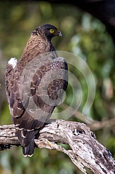 Serpent eagle Perching on a tree
