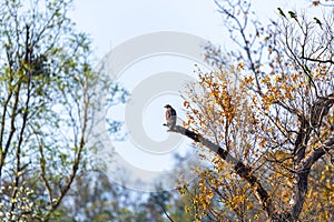 A Serpent Eagle perching